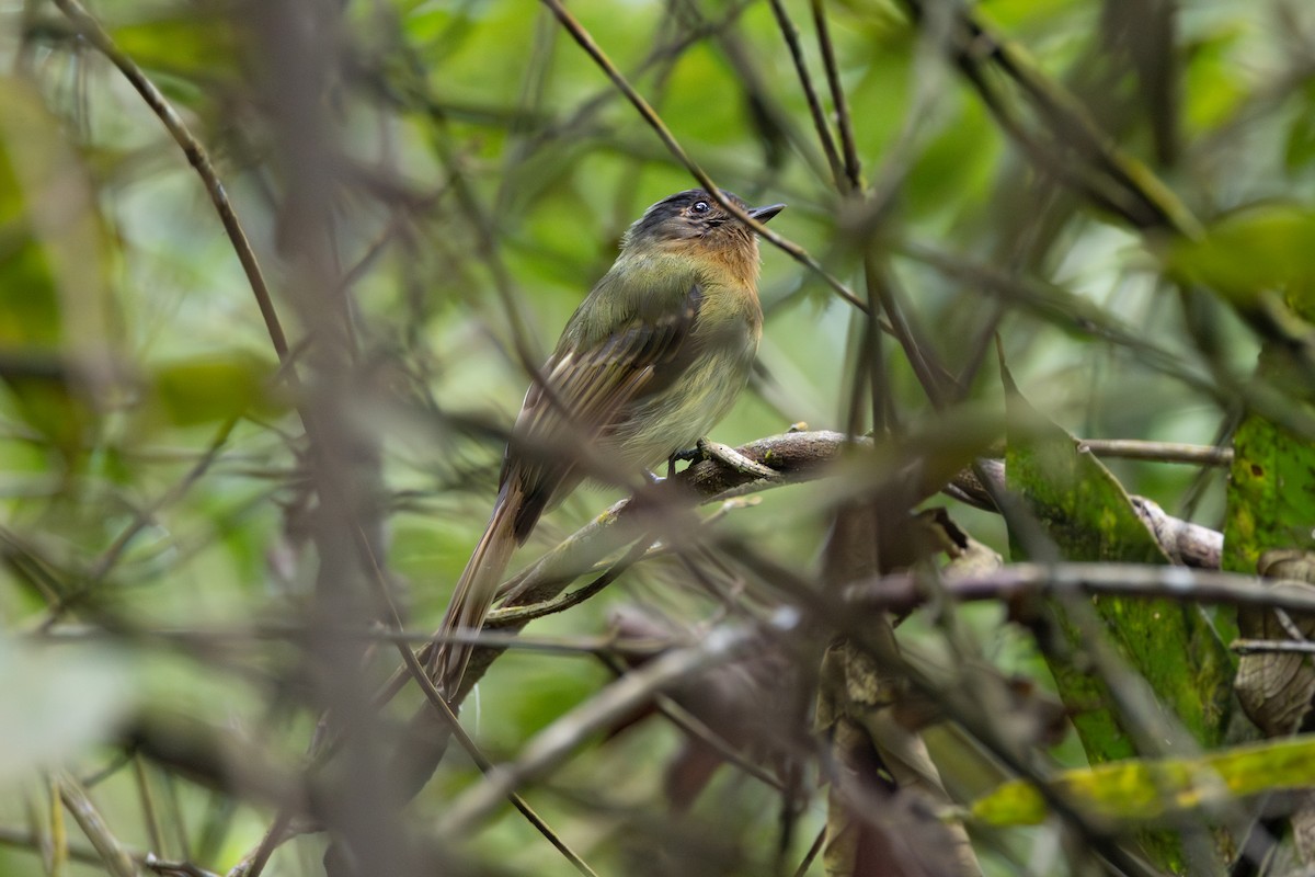 Rufous-breasted Flycatcher - R M