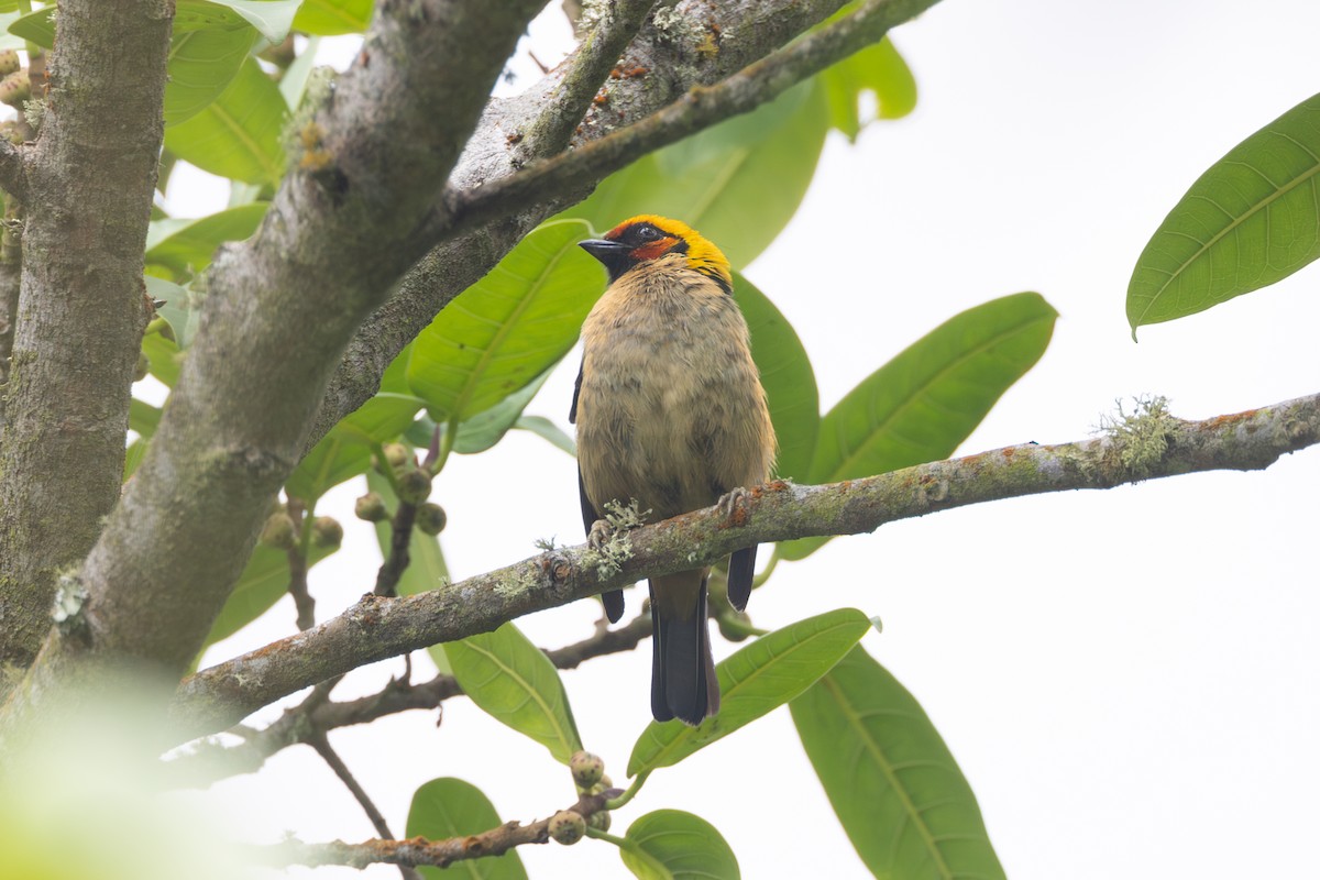 Flame-faced Tanager - R M