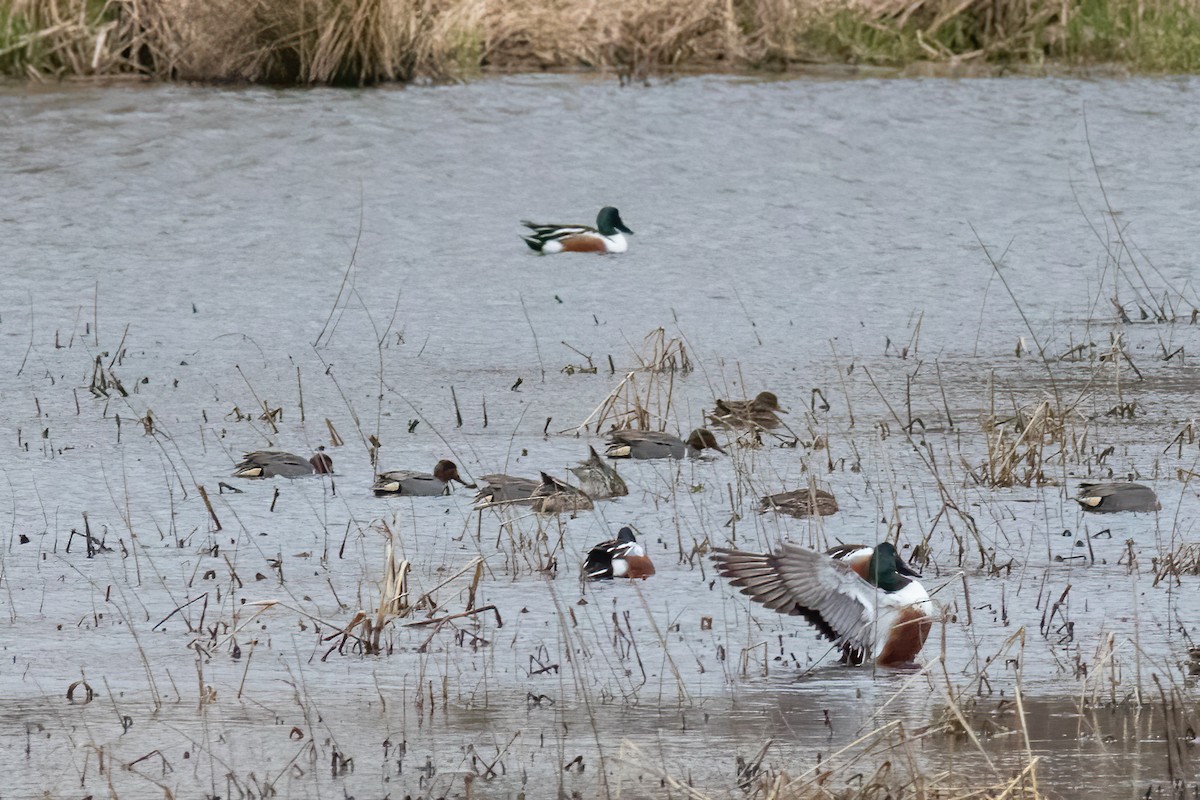Green-winged Teal - ML616586413
