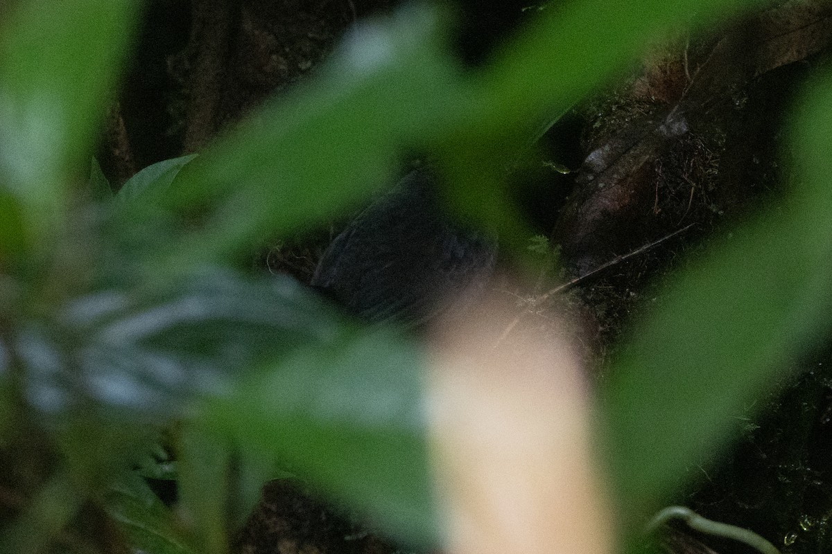 Long-tailed Tapaculo - R M