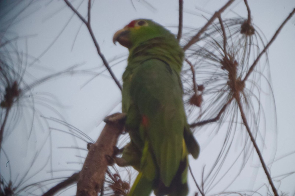 Red-lored Parrot - Nestor Herrera