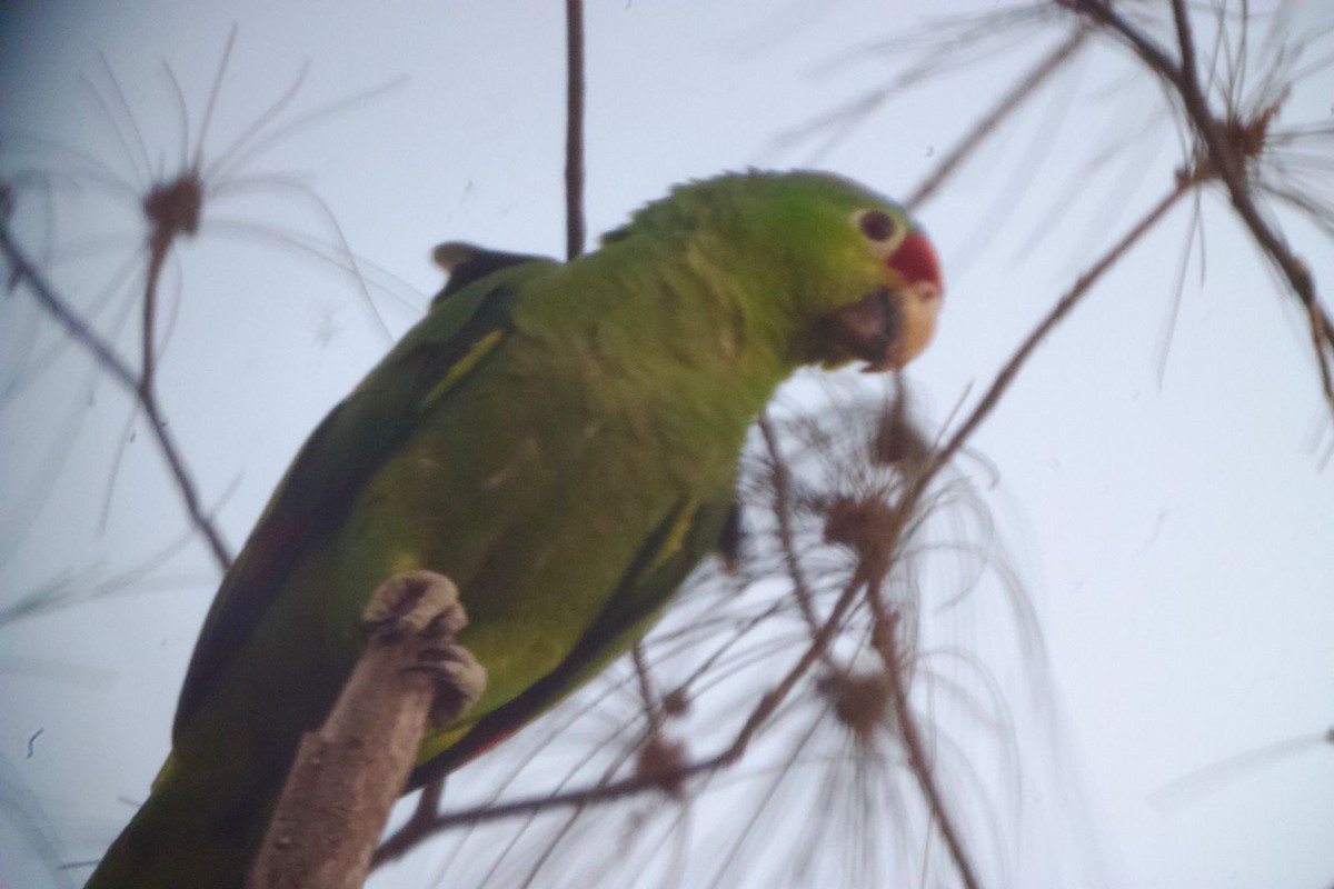 Red-lored Parrot - Nestor Herrera
