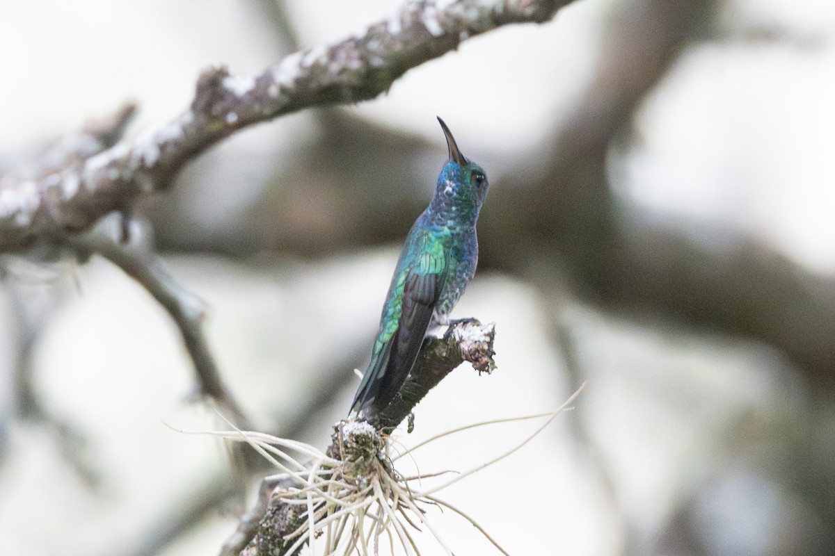 Shining-green Hummingbird - R M