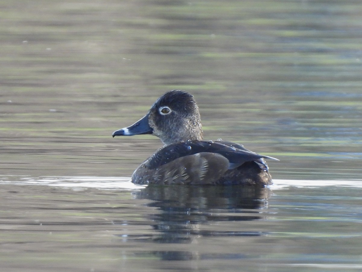 Ring-necked Duck - ML616586497