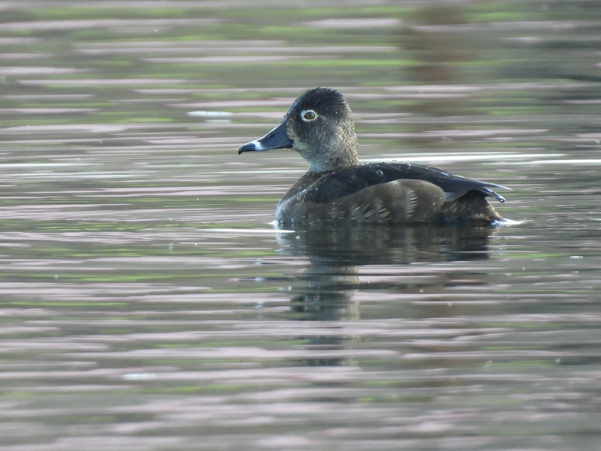Ring-necked Duck - ML616586499