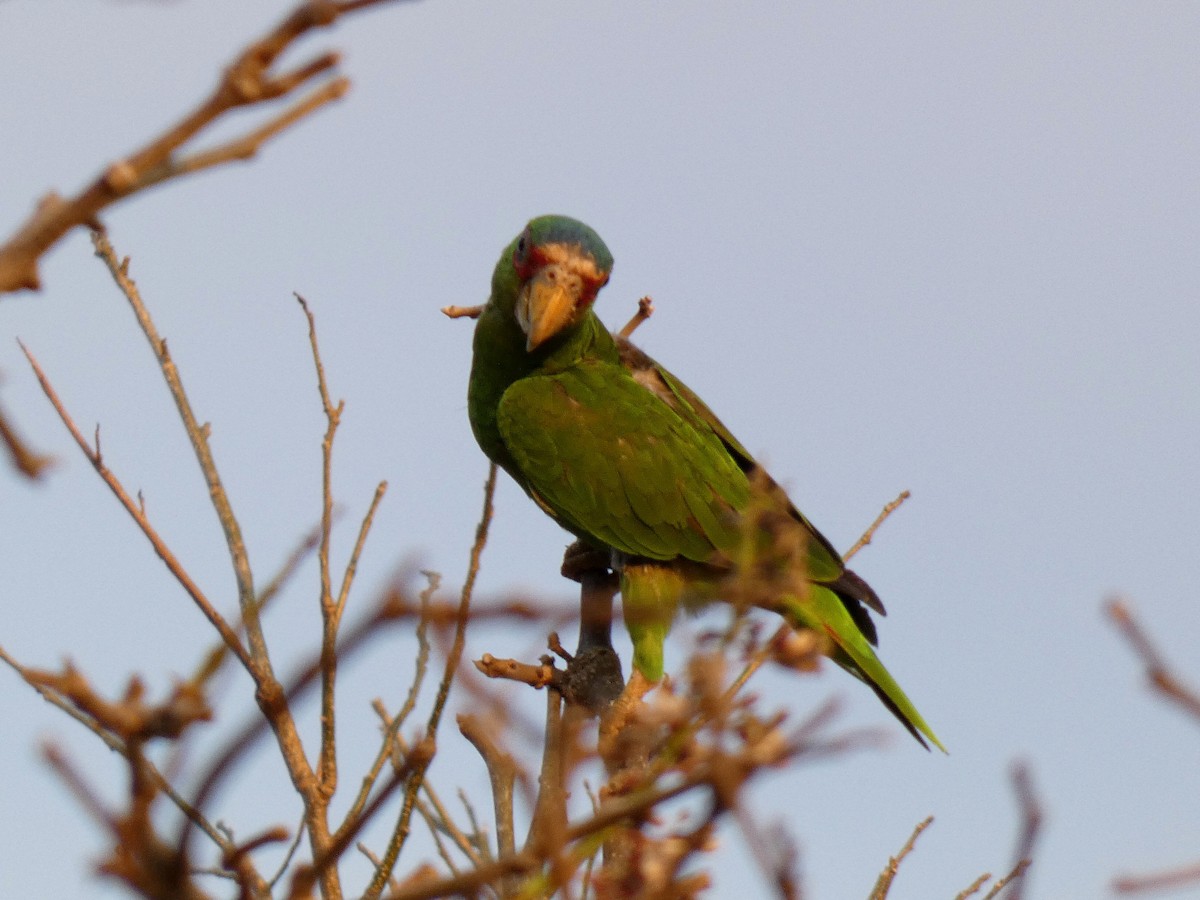 White-fronted Parrot - ML616586527