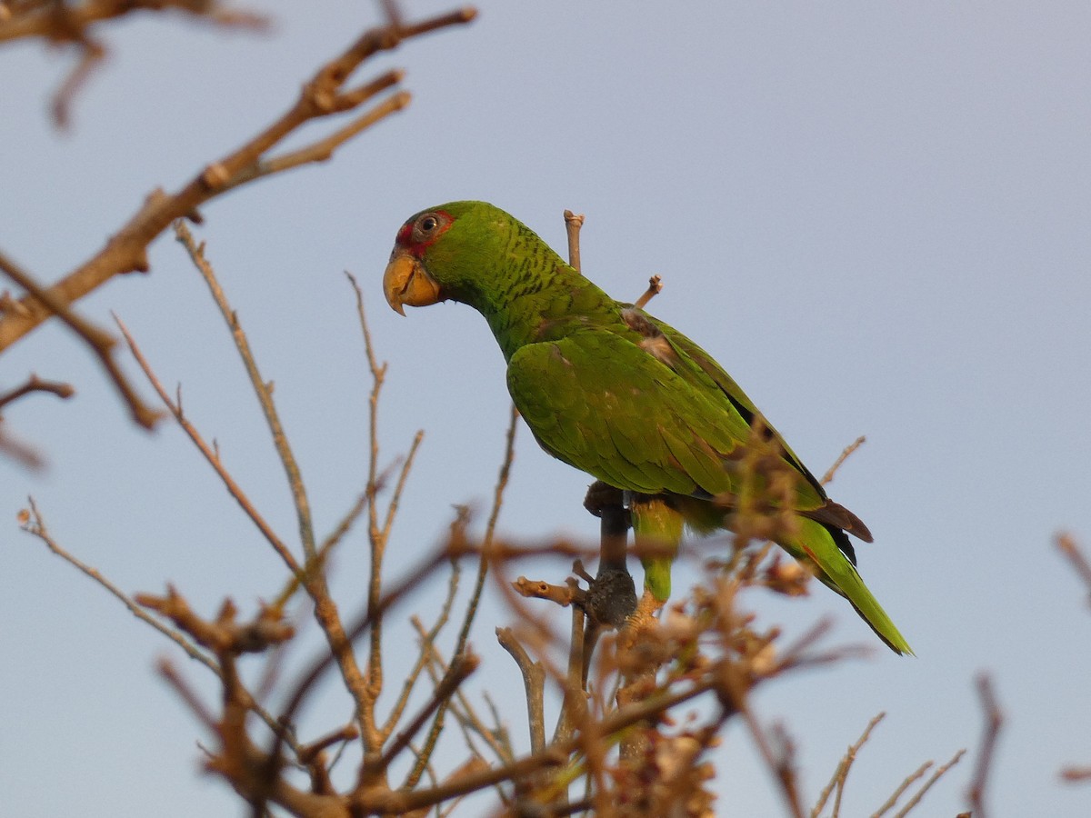 White-fronted Parrot - ML616586528