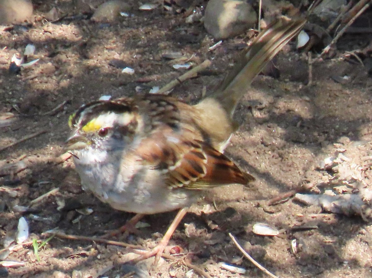 White-throated Sparrow - Brian Walker