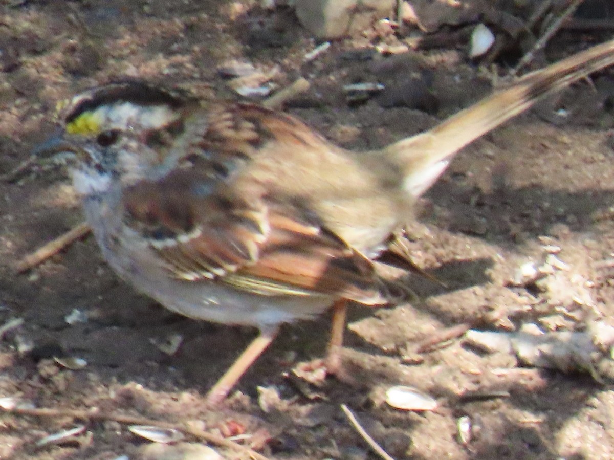 White-throated Sparrow - ML616586537