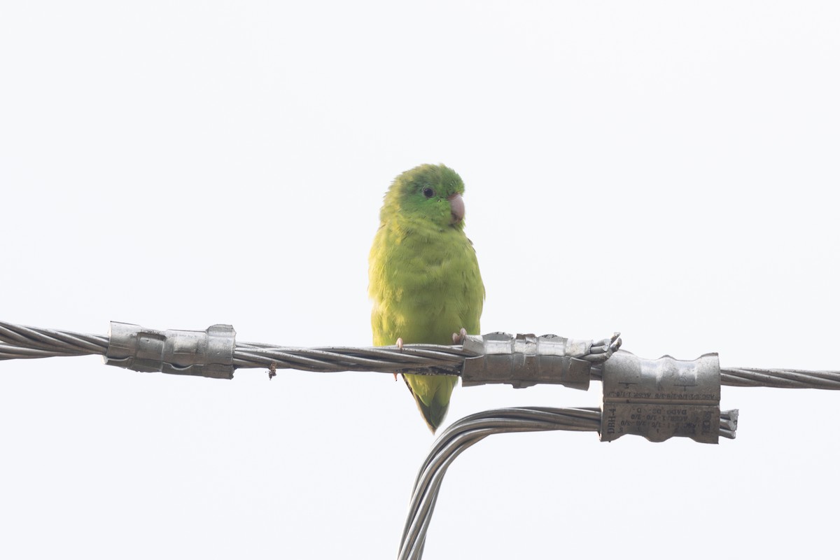 Spectacled Parrotlet - ML616586705