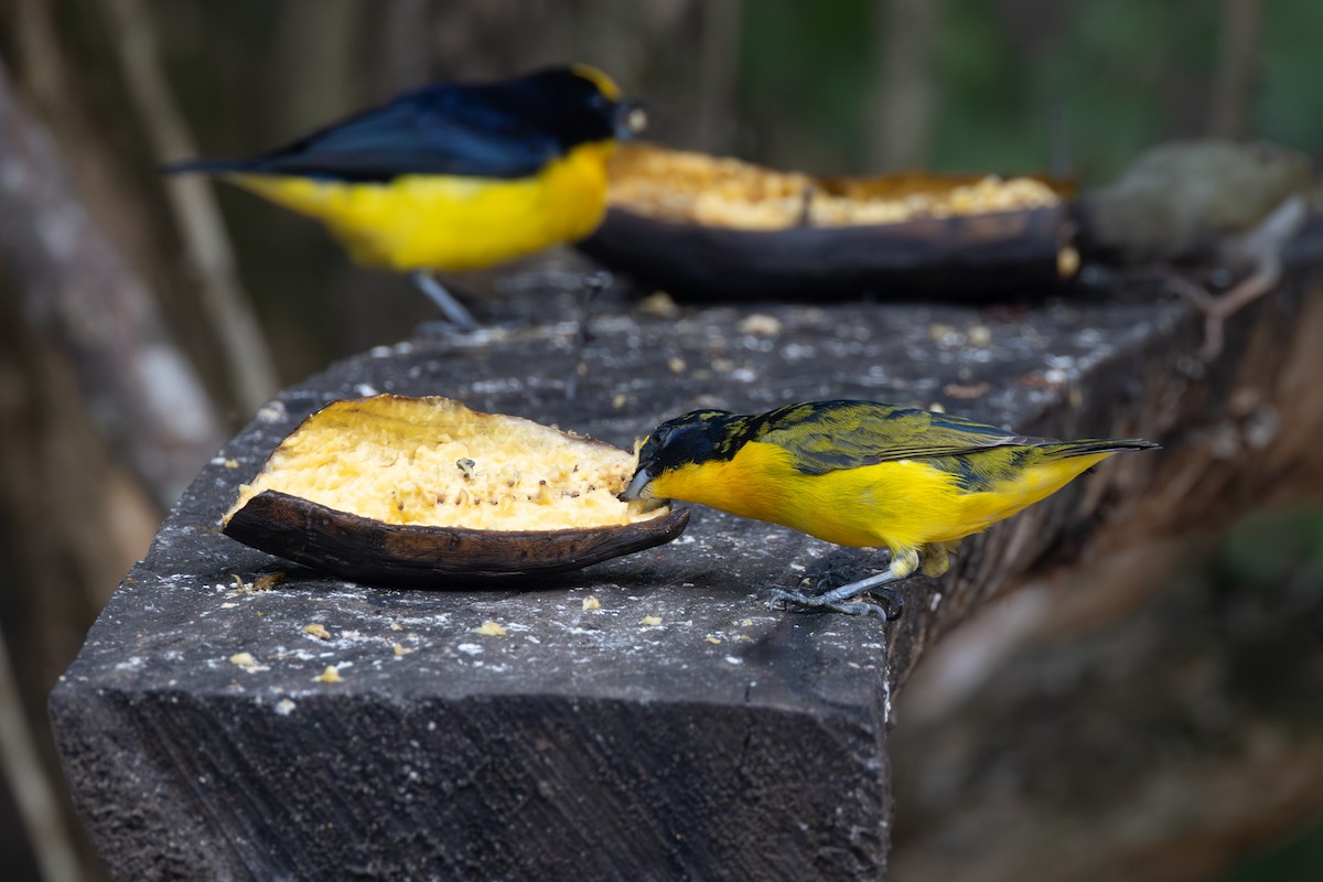 Thick-billed Euphonia - R M