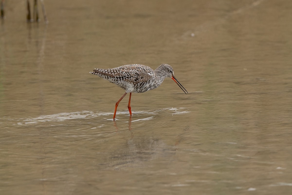 Spotted Redshank - ML616586755