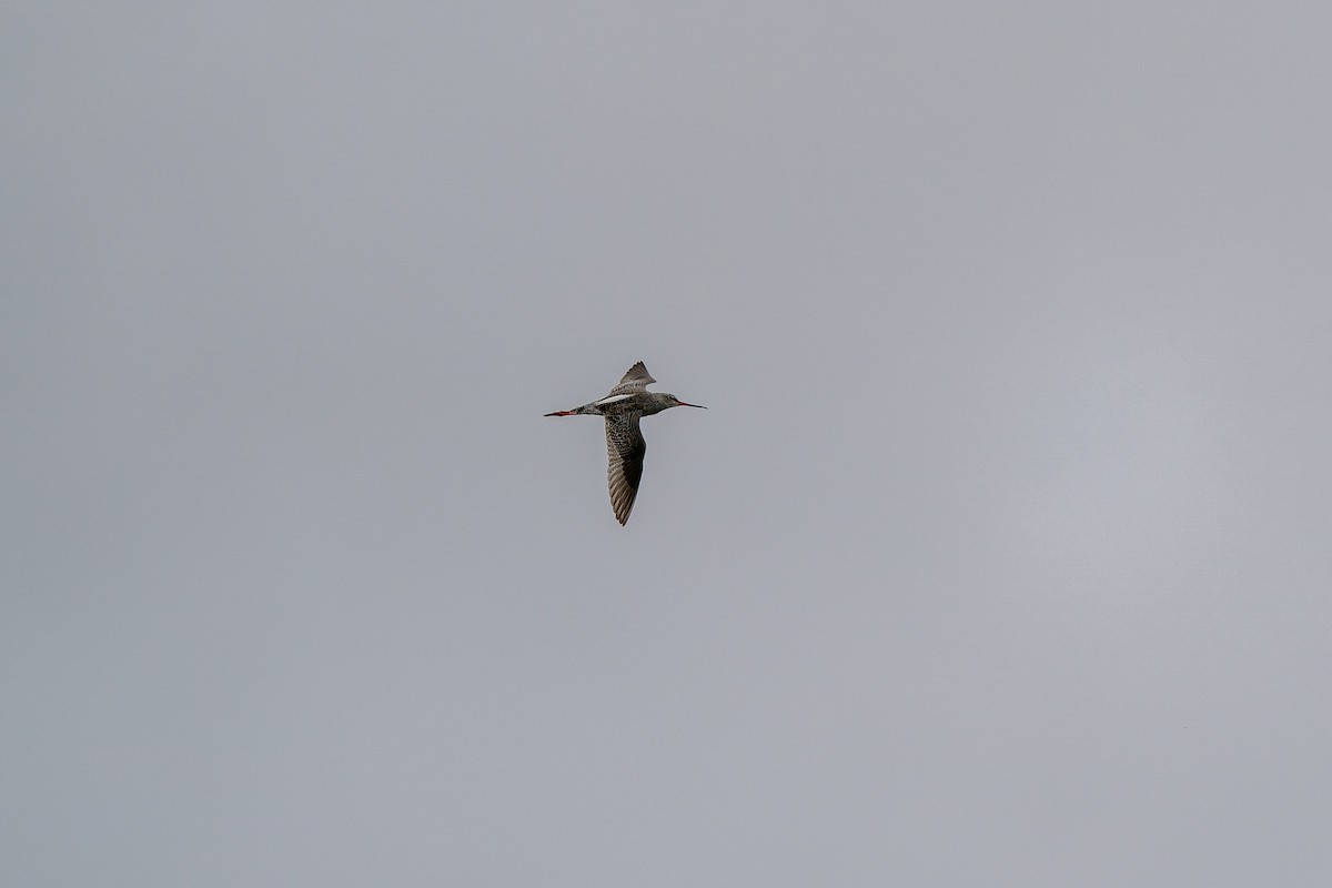 Spotted Redshank - ML616586768