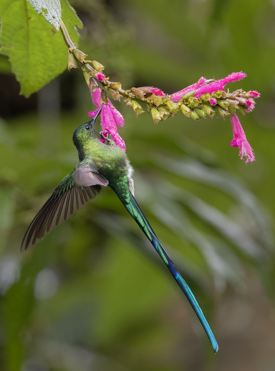 Long-tailed Sylph - ML616586769