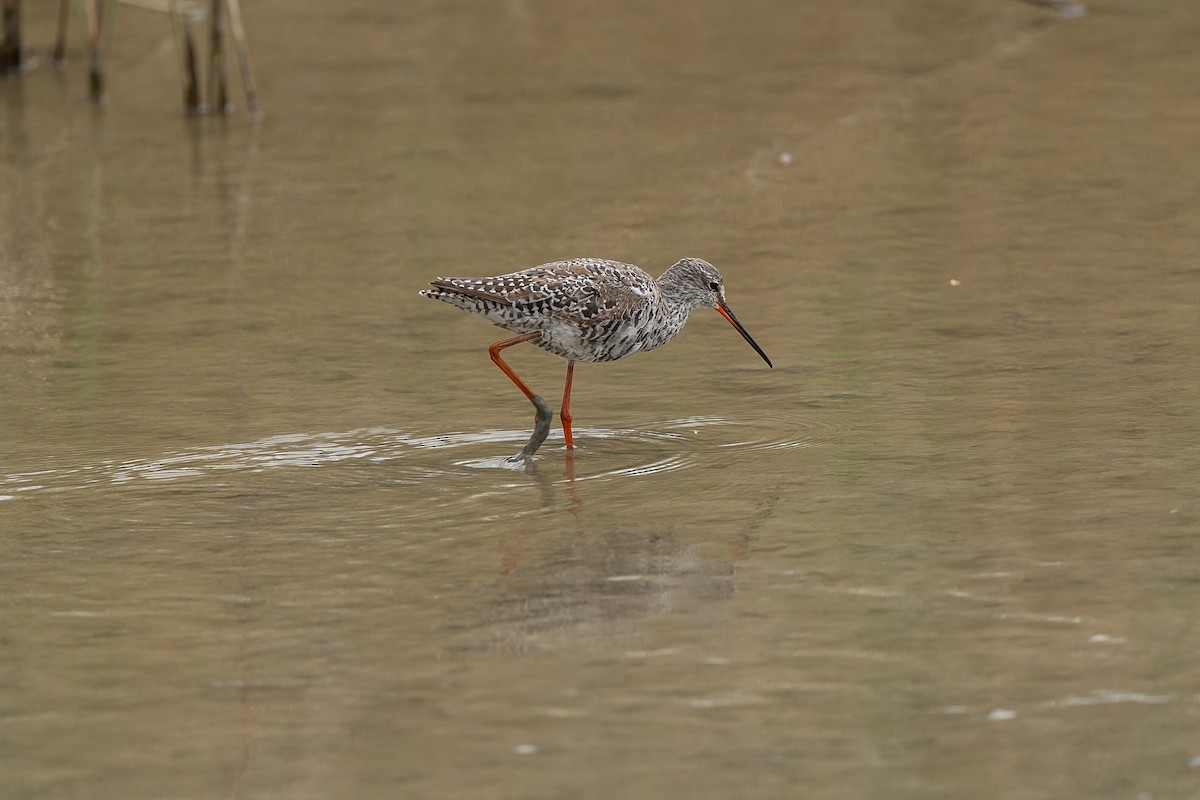 Spotted Redshank - ML616586780
