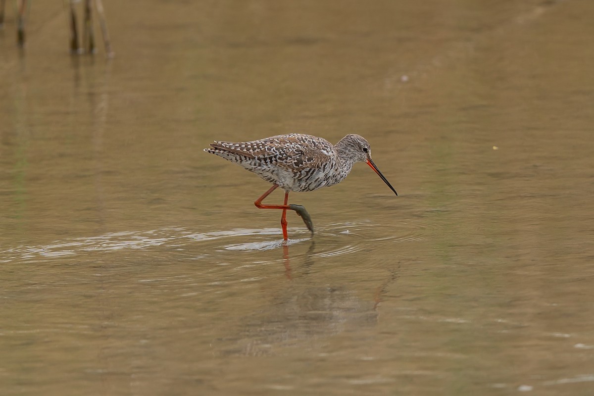 Spotted Redshank - ML616586795