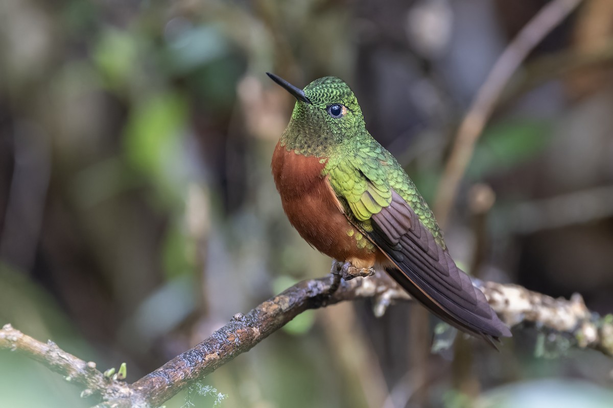 Chestnut-breasted Coronet - Michael Todd