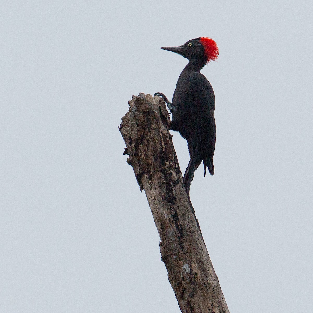 Andaman Woodpecker - ML616586871
