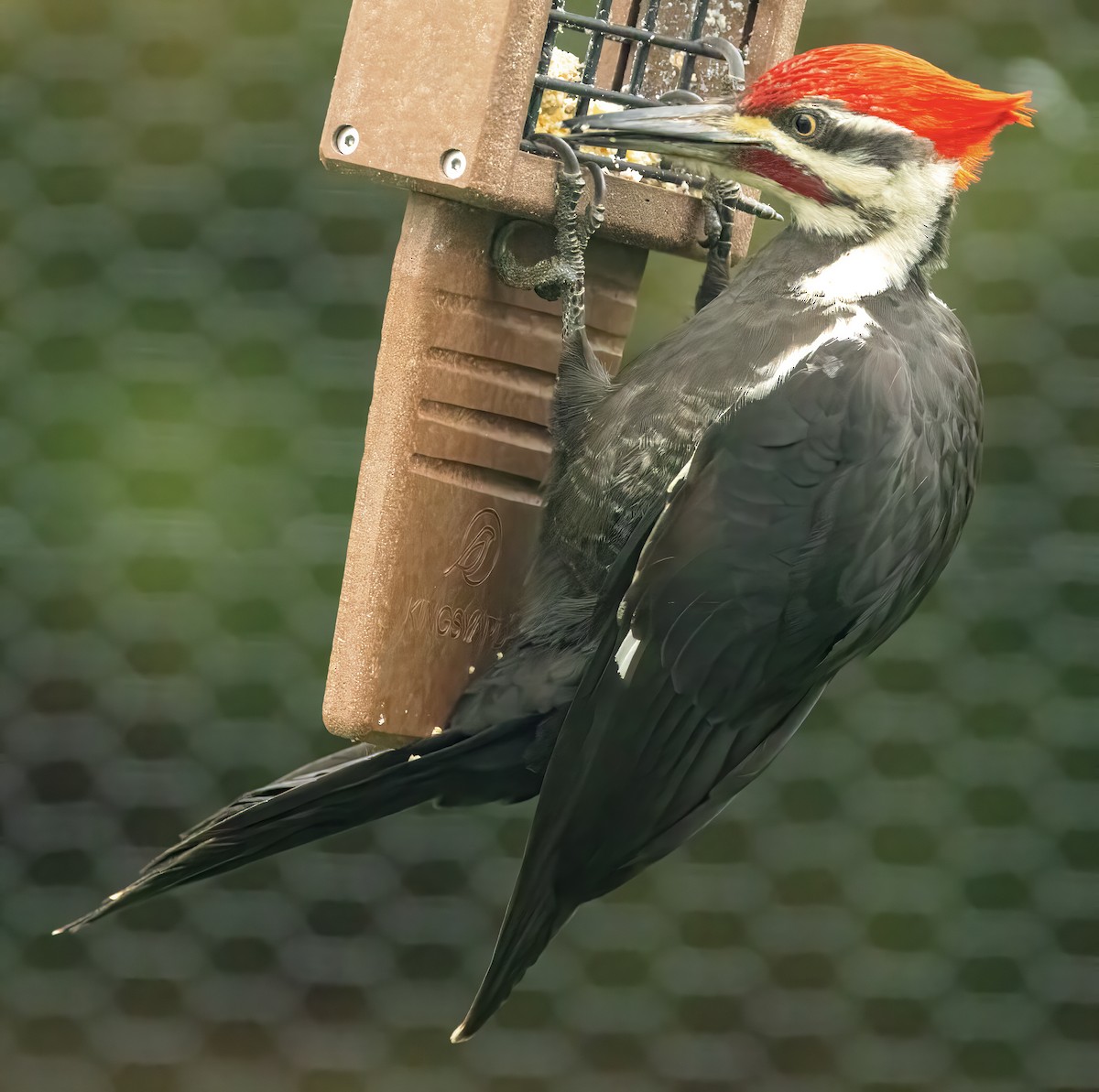 Pileated Woodpecker - ML616586881