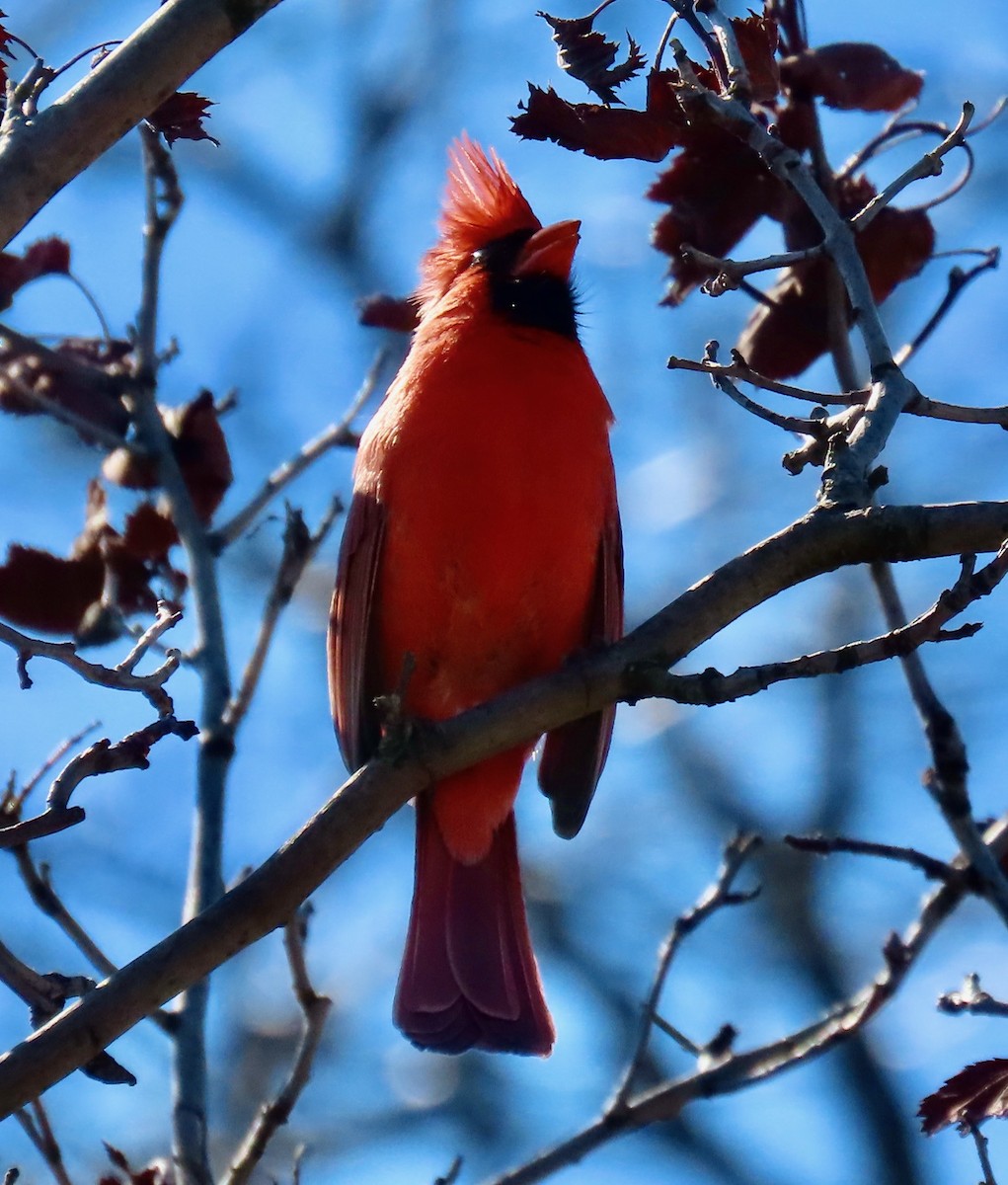 Northern Cardinal - Randy Shonkwiler