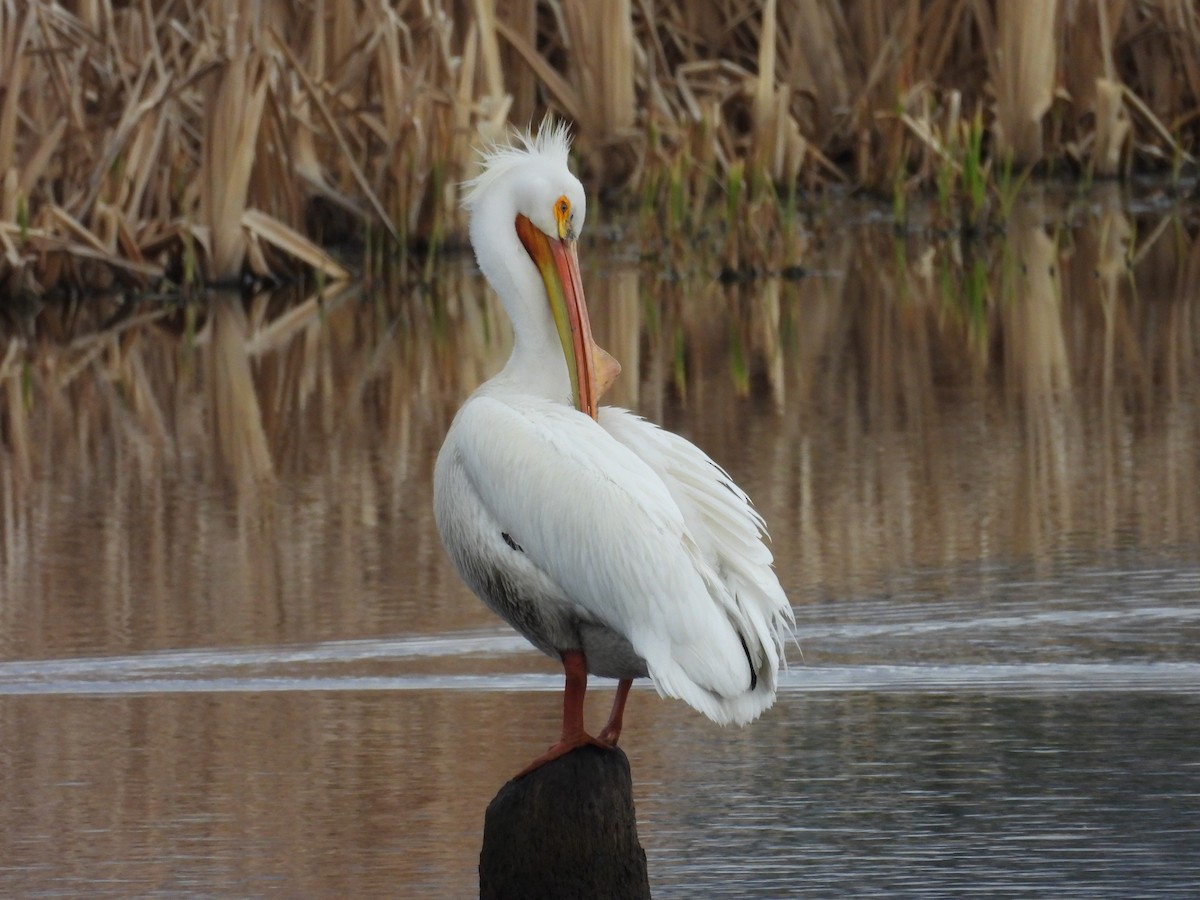 American White Pelican - Caren Brereton