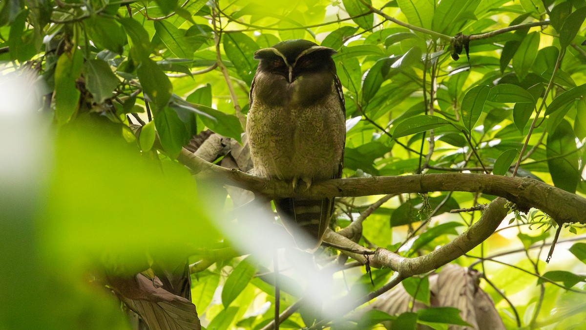 Crested Owl - Guy de Bruyn