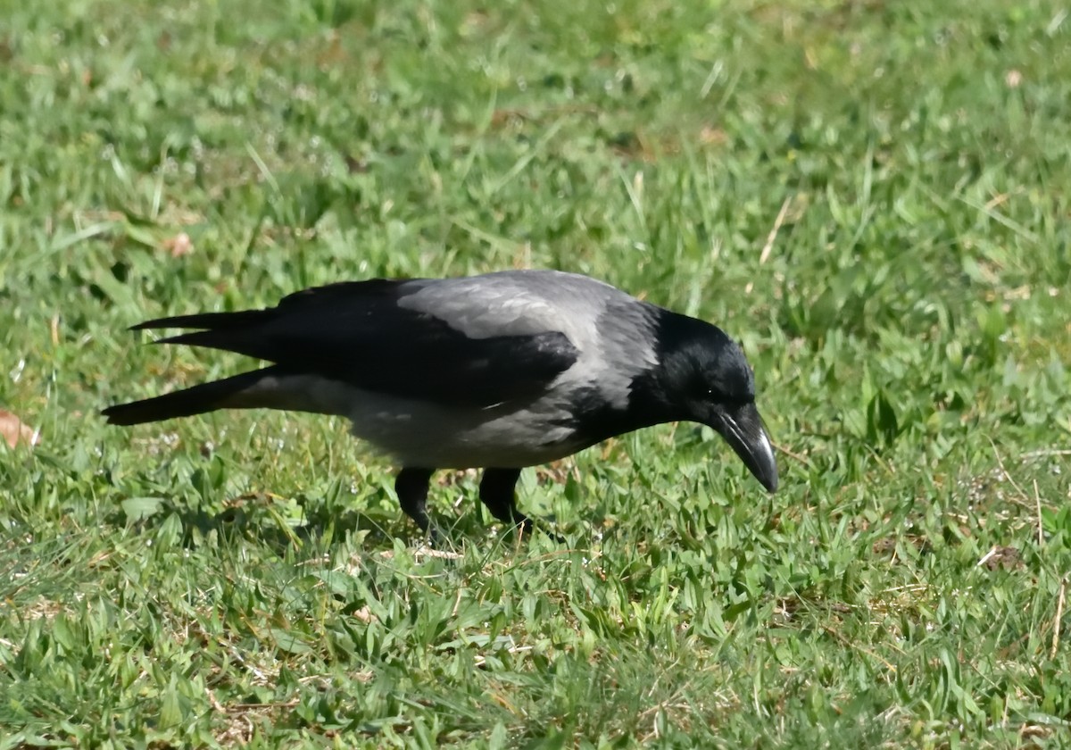 Hooded Crow - Mu Sano