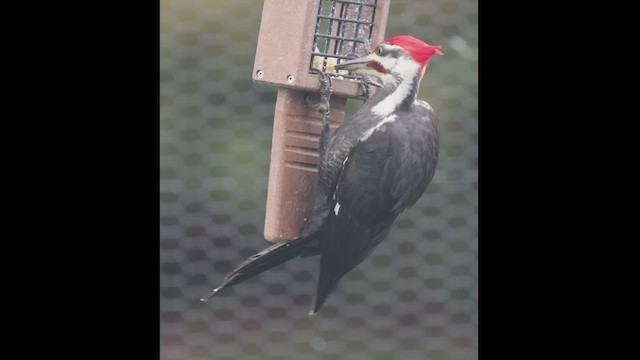 Pileated Woodpecker - ML616587017