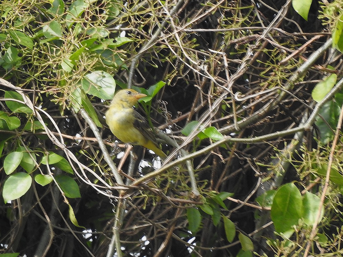 Western Tanager - ML616587029