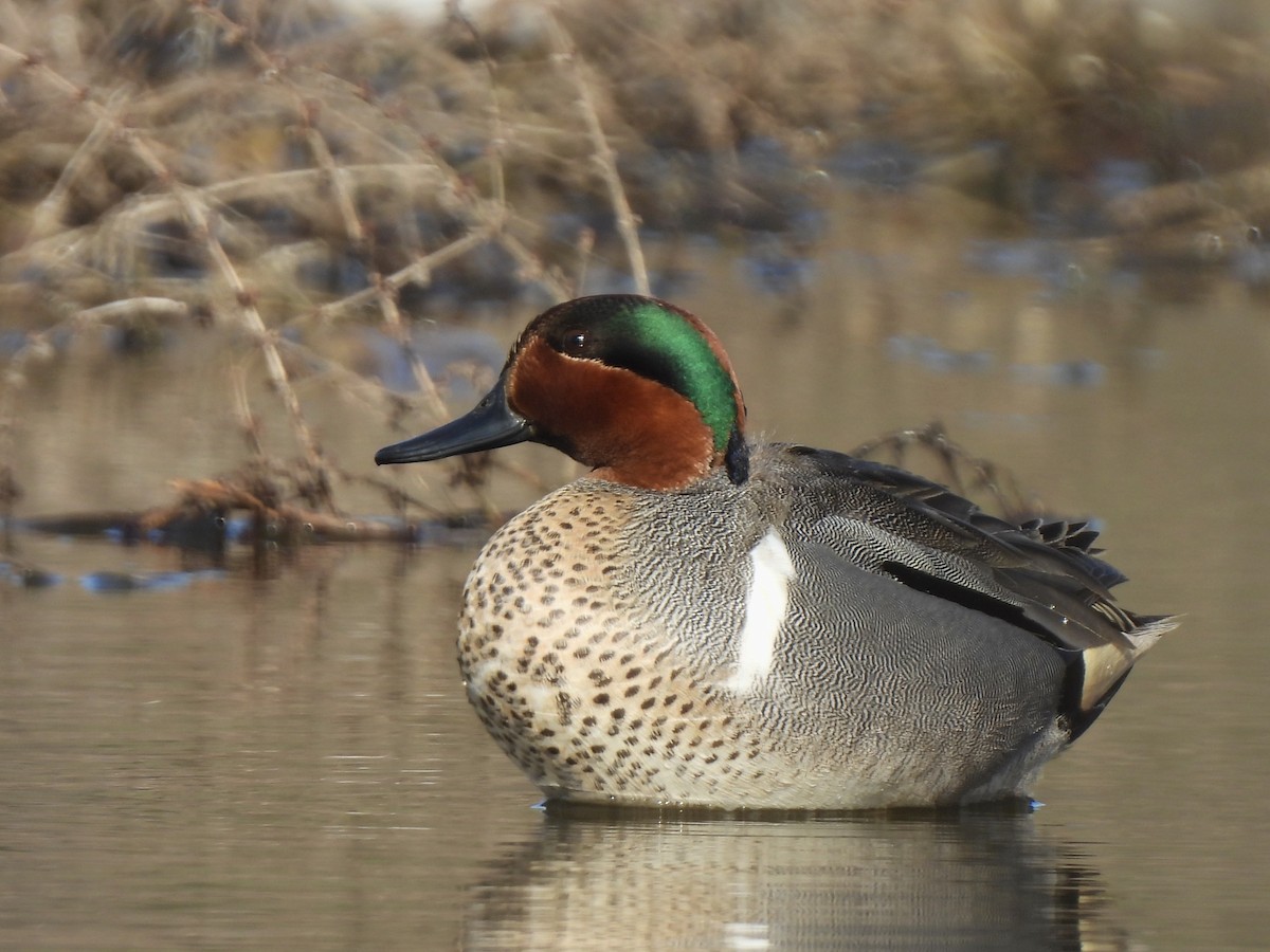 Green-winged Teal - ML616587124