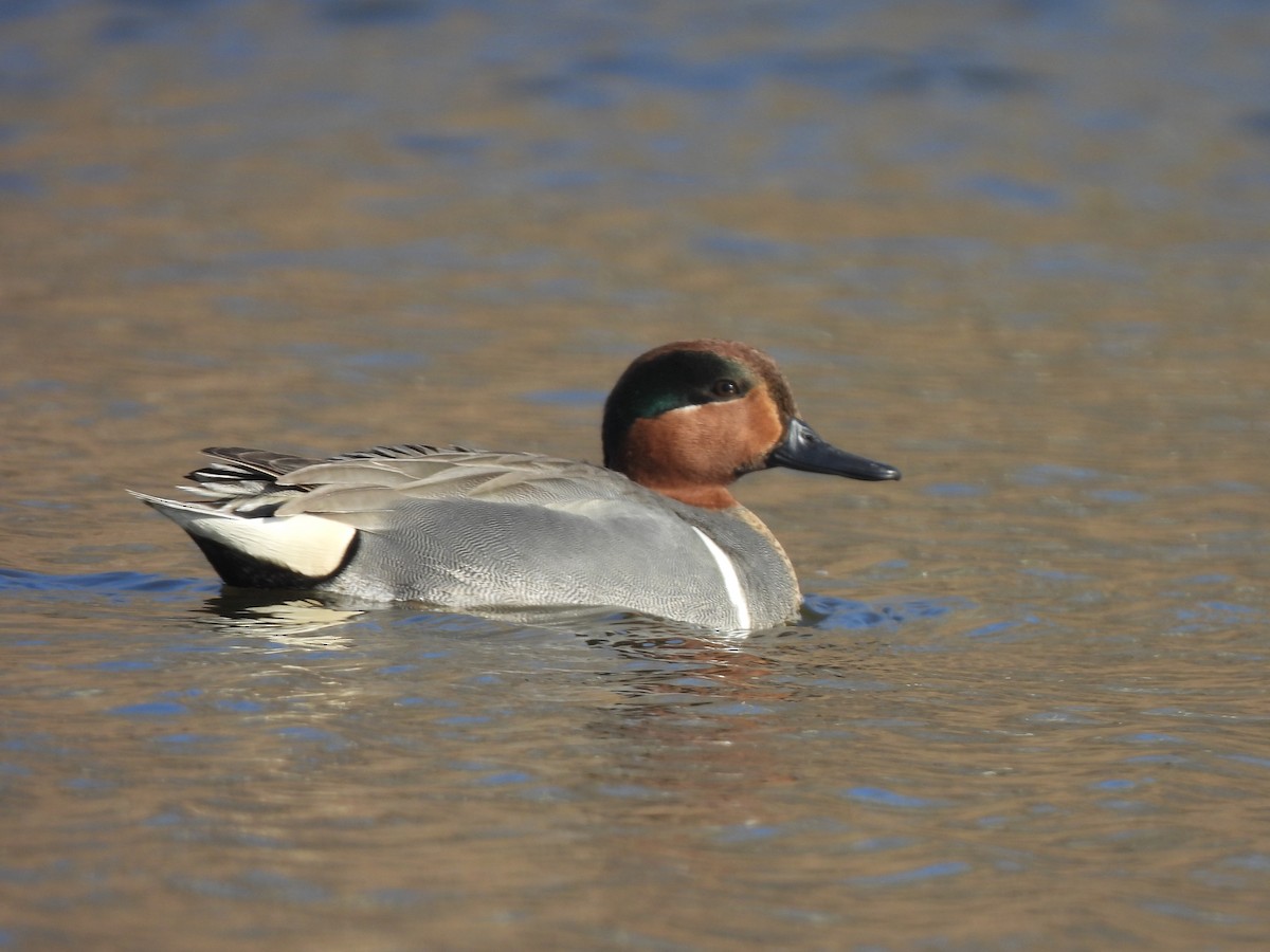 Green-winged Teal - ML616587125