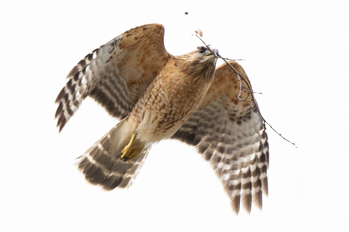 Red-shouldered Hawk - Andrew Sonea