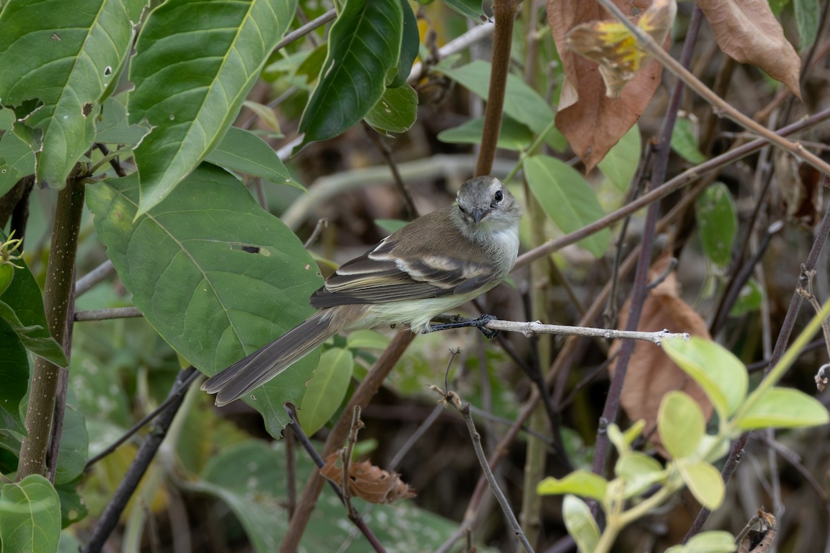 Northern Mouse-colored Tyrannulet - ML616587167