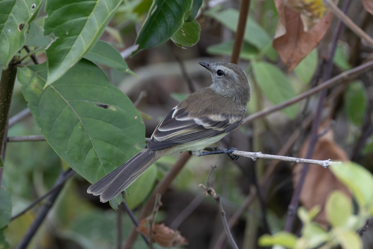 Northern Mouse-colored Tyrannulet - ML616587168