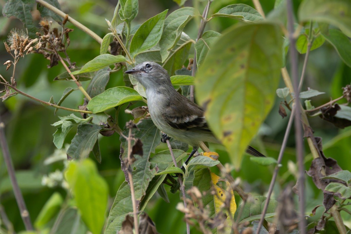 Northern Mouse-colored Tyrannulet - ML616587169