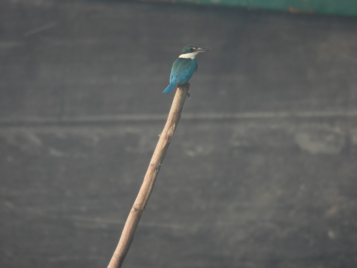 Collared Kingfisher - Sameer Kulkarni