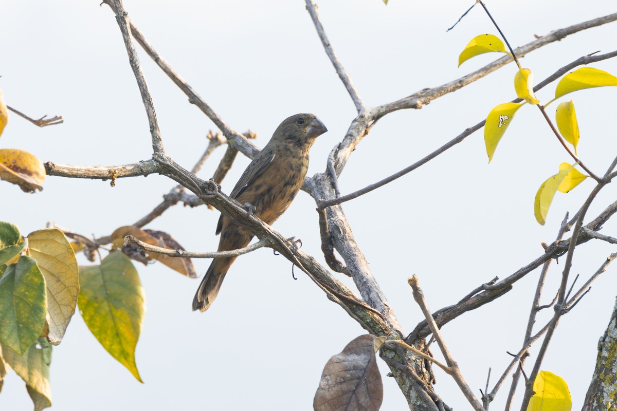 Large-billed Seed-Finch - ML616587236