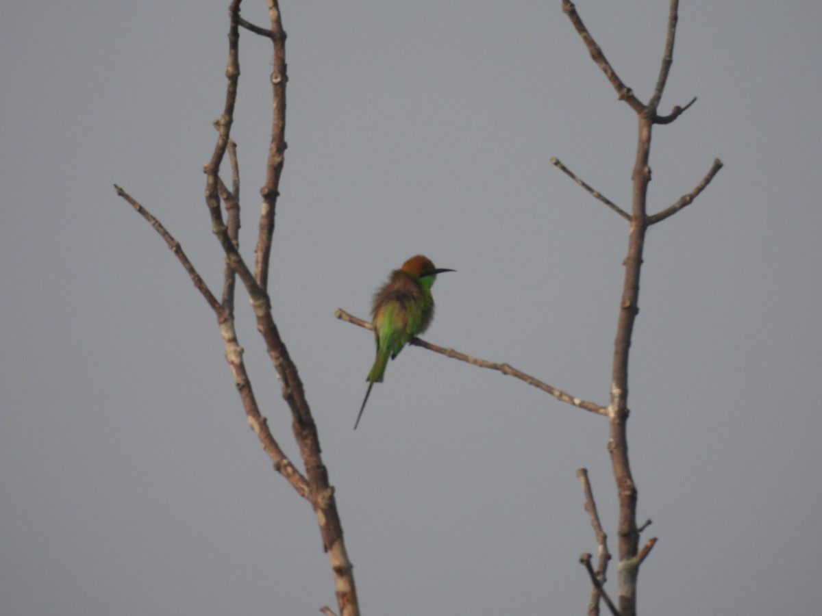 Asian Green Bee-eater - ML616587248