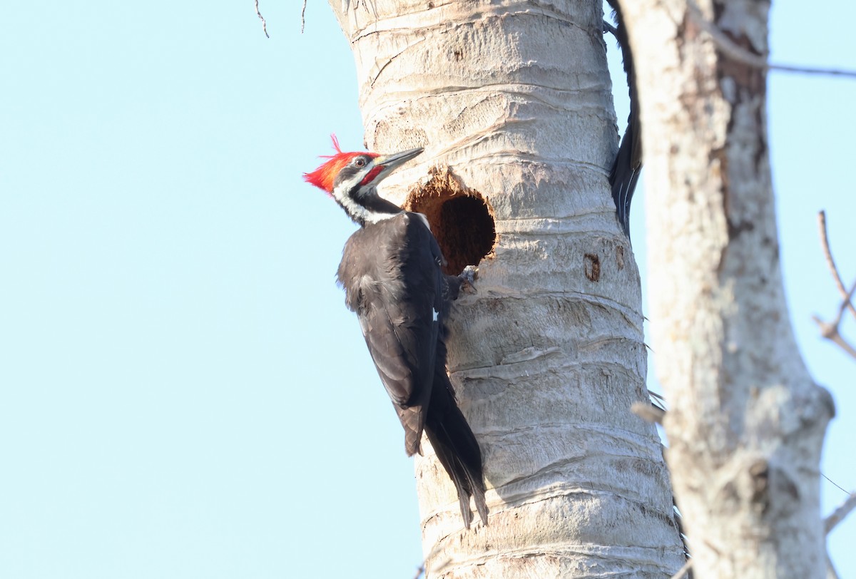 Pileated Woodpecker - ML616587274
