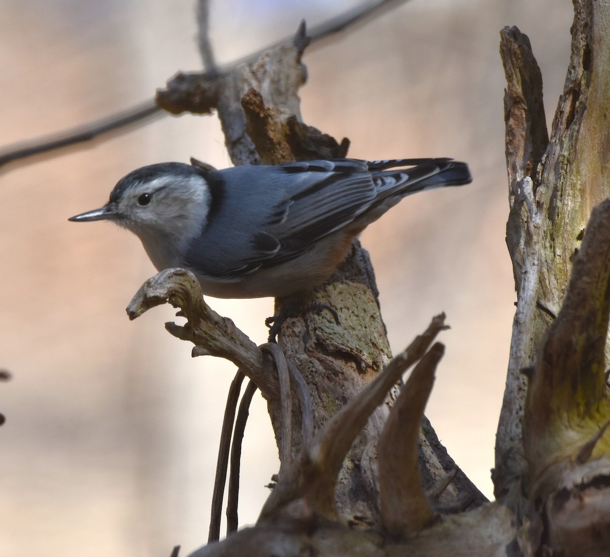 White-breasted Nuthatch - Ted Stewart