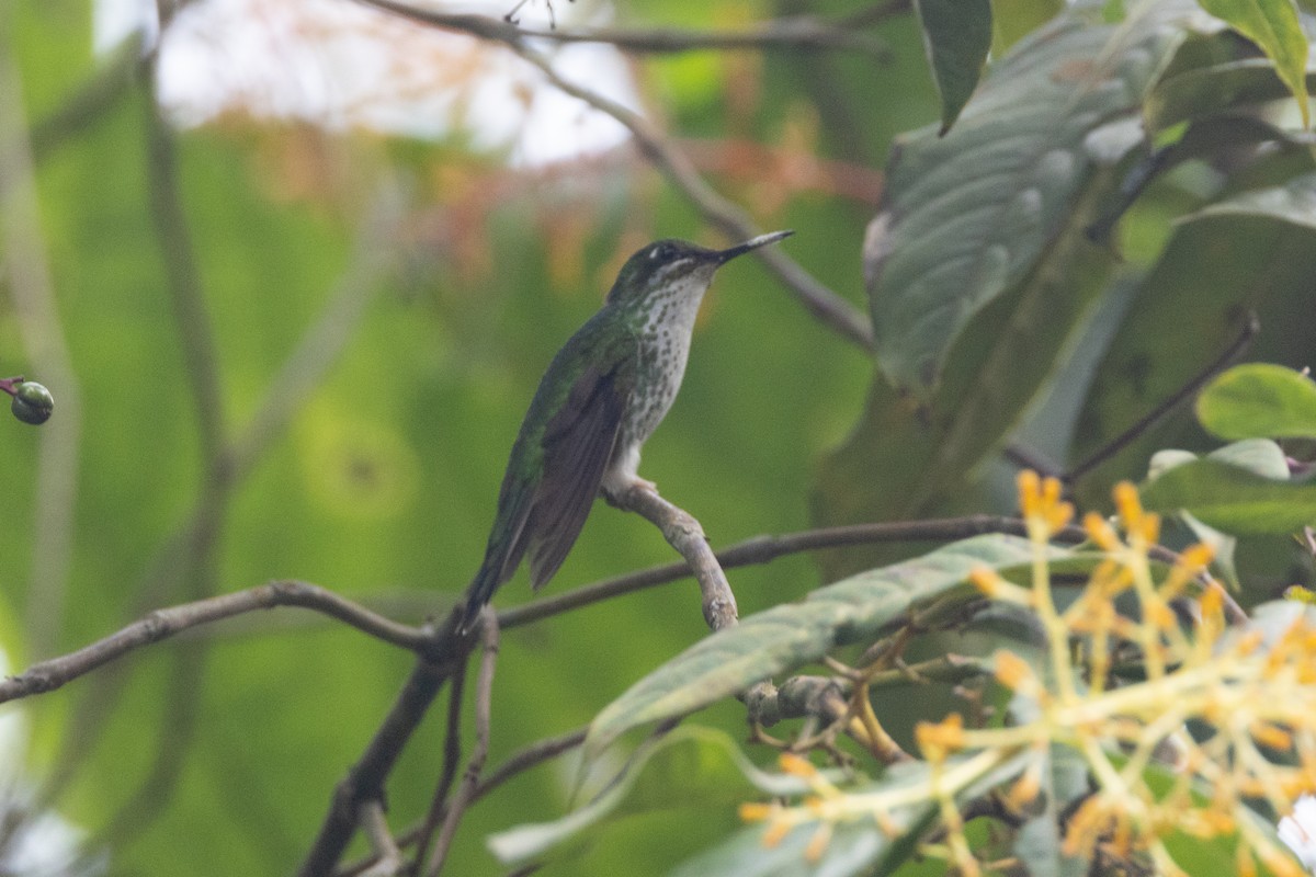 White-booted Racket-tail - R M