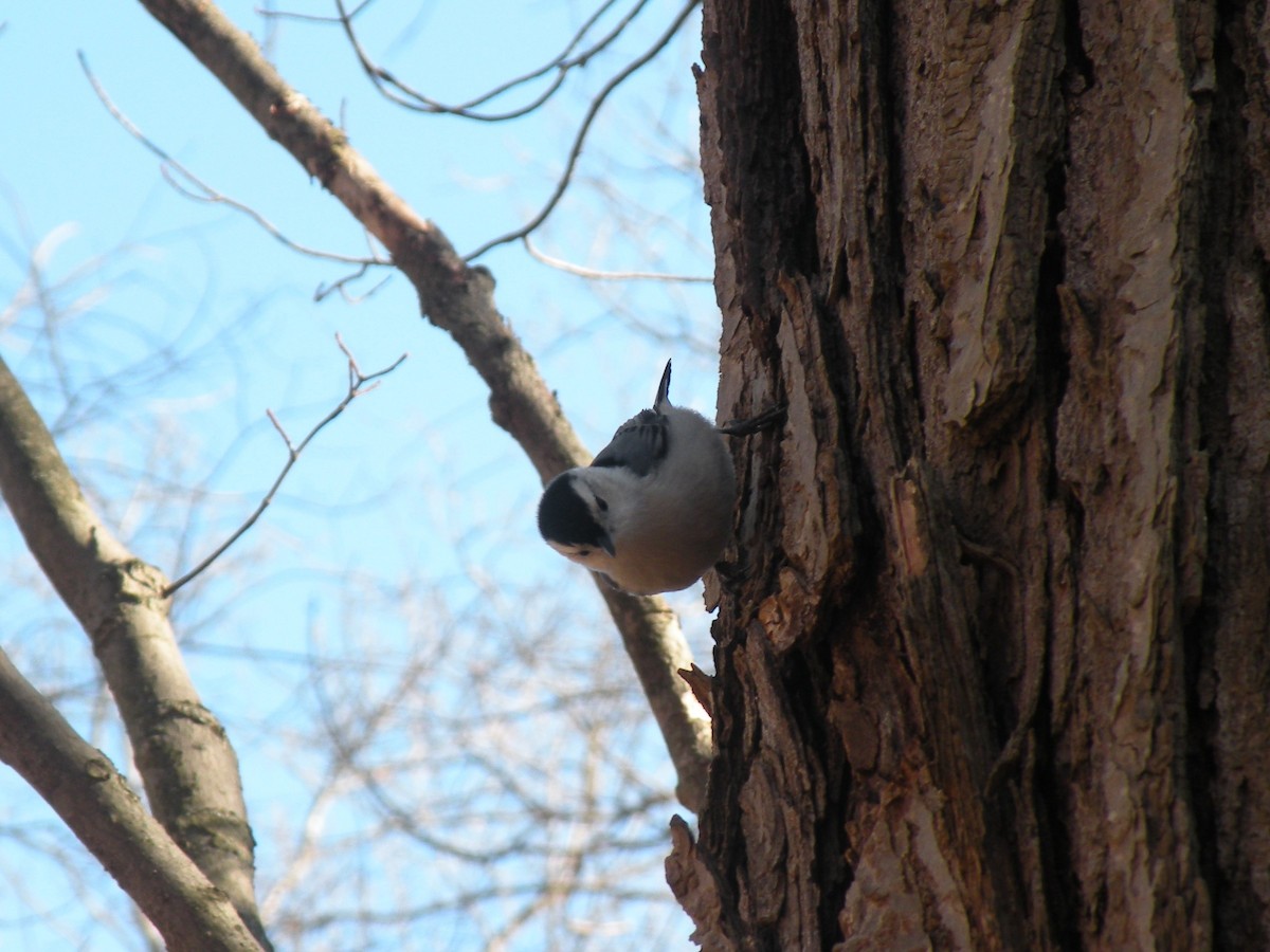 White-breasted Nuthatch - ML616587327