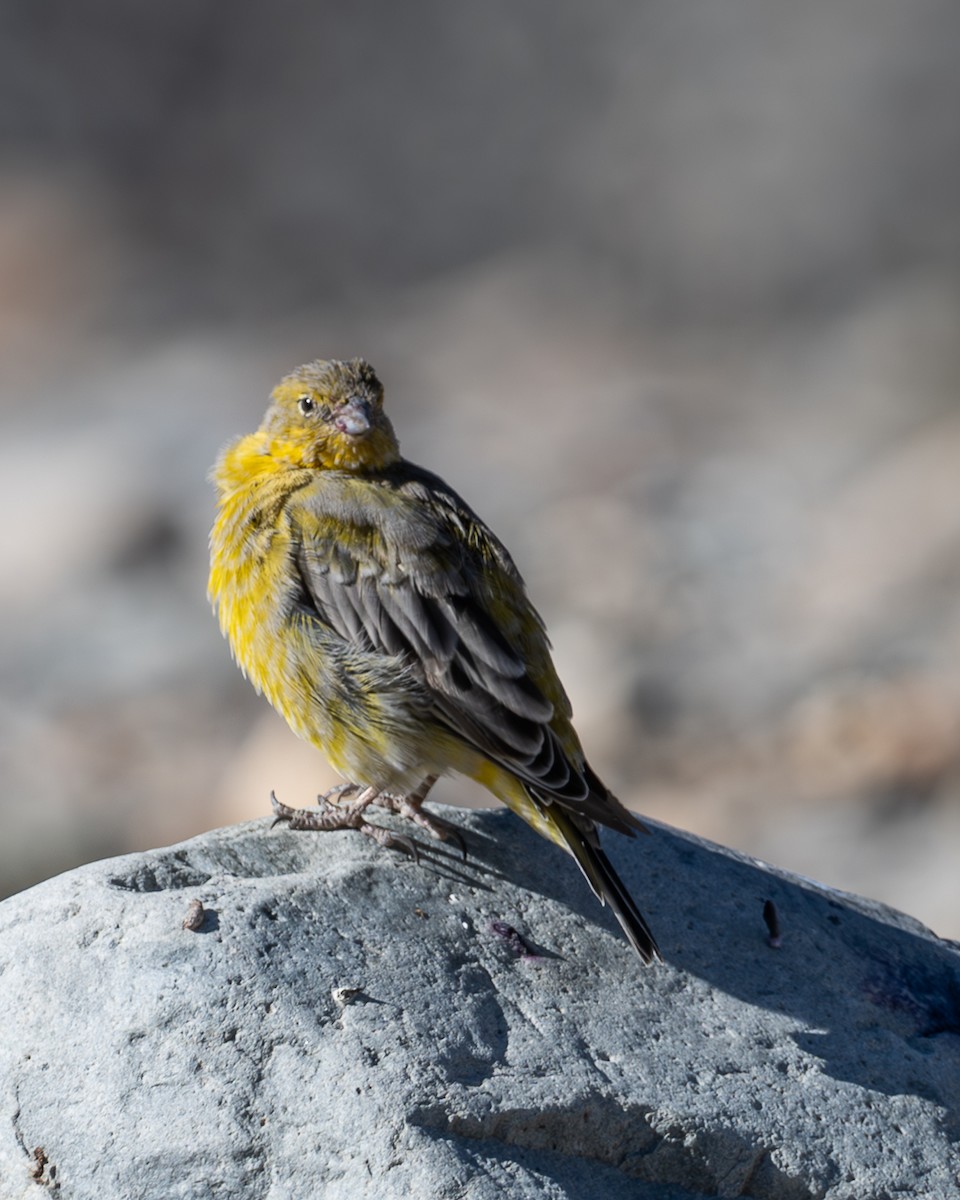 Greater Yellow-Finch - ML616587380