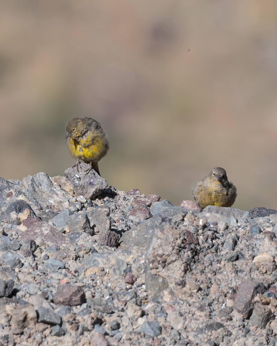 Greater Yellow-Finch - ML616587381