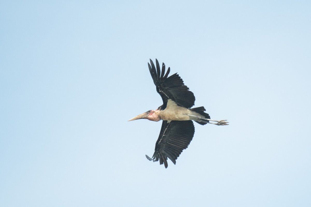 Marabou Stork - Sveinung Sigbjørnsen