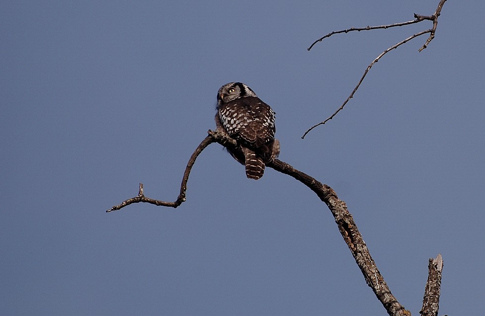 Northern Hawk Owl - ML616587433