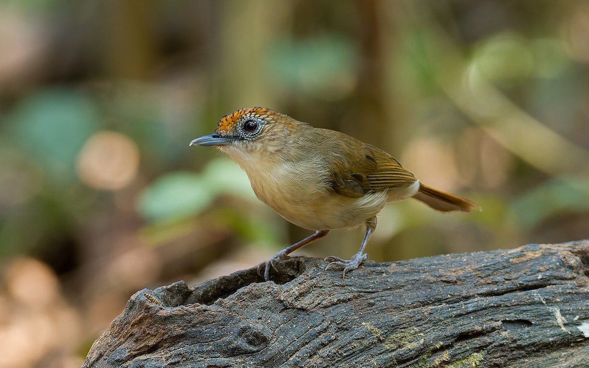 Scaly-crowned Babbler - ML616587497