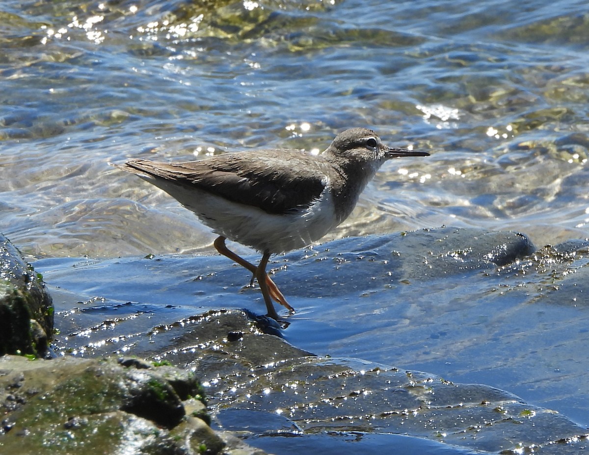Spotted Sandpiper - Pete Huffer
