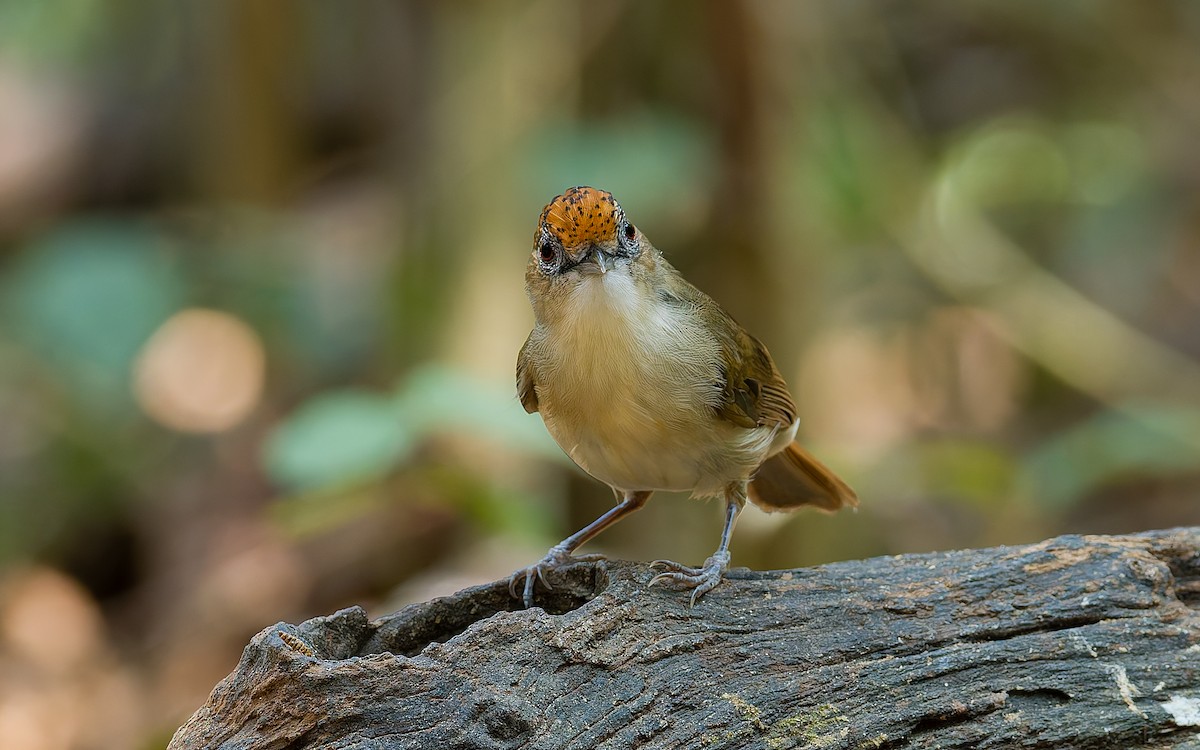 Scaly-crowned Babbler - ML616587507