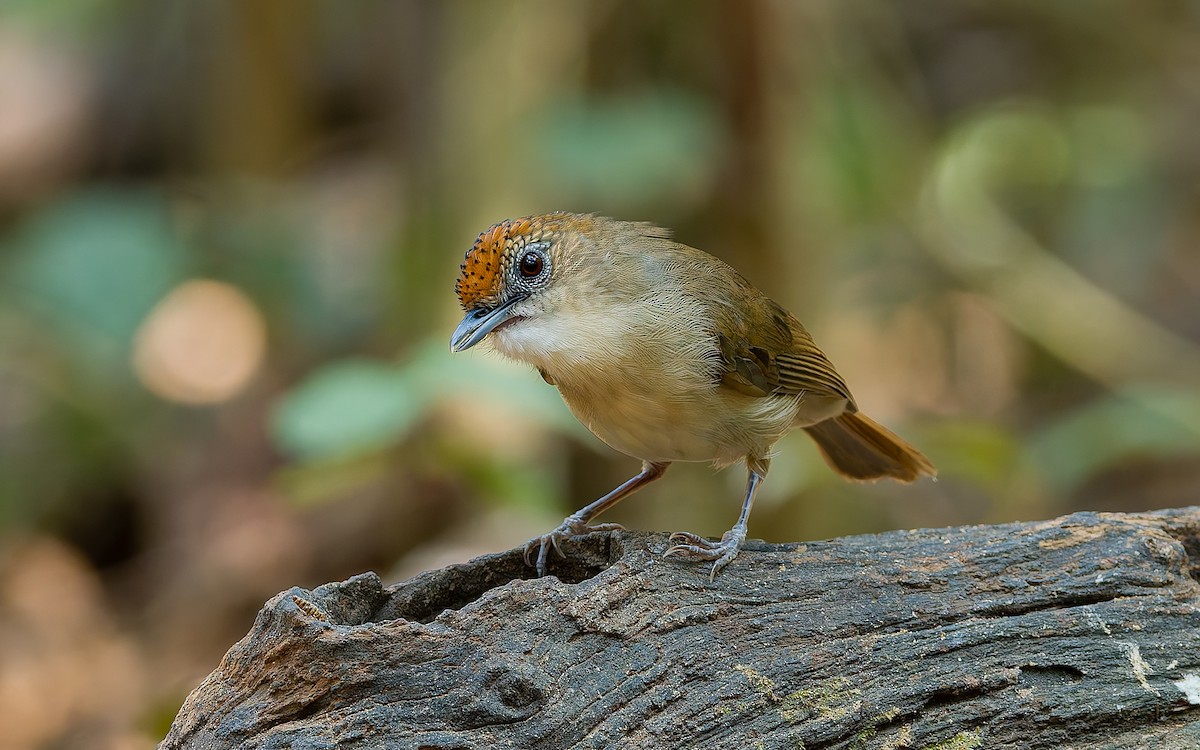 Scaly-crowned Babbler - ML616587508